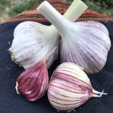 Korean Red, Garlic Bulbs - 1/4 Pound image number null